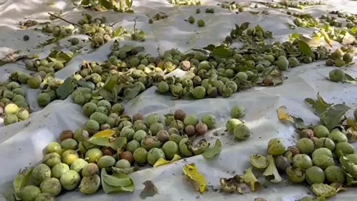 Adilcevaz Cevizinde Yılın Hasadı Coşkusu Başladı