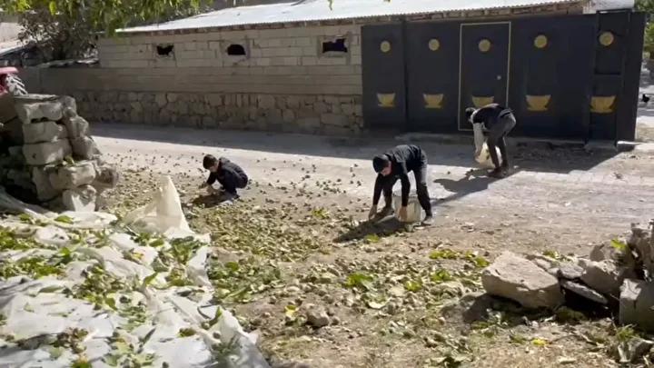 Adilcevaz Cevizinde Yılın Hasadı Coşkusu Başladı