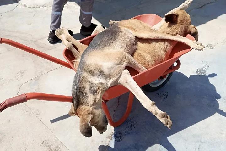 Olayın Detayları ve Tepkiler