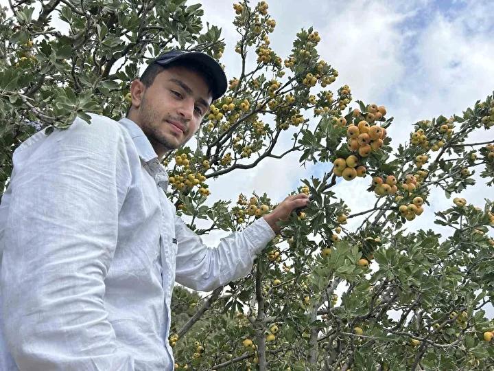 Alıçta Hasat Mevsimi Gölgesinde Zorlu Günler