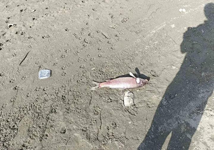 Burcun Göleti’nde Yaşanan Balık Ölümleri ve Su Seviyesindeki Düşüş