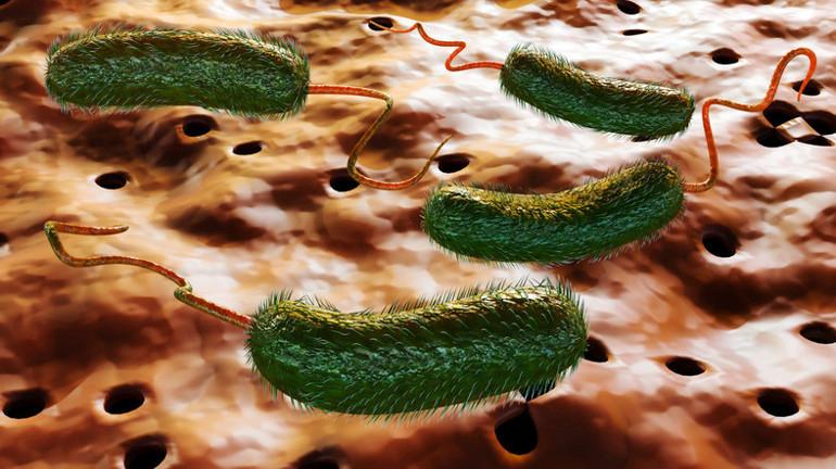 Vibrio Enfeksiyonlarının Tanısı ve Tedavisi