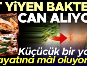 Deniz Suyunda Artan Vibrio Riskleri ve Korunma Yolları