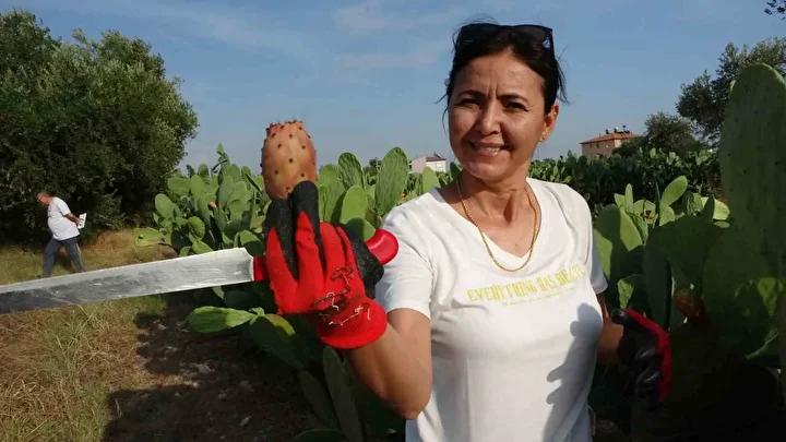 Türkiye’de Tanıtım ve Yetiştirme Çalışmaları