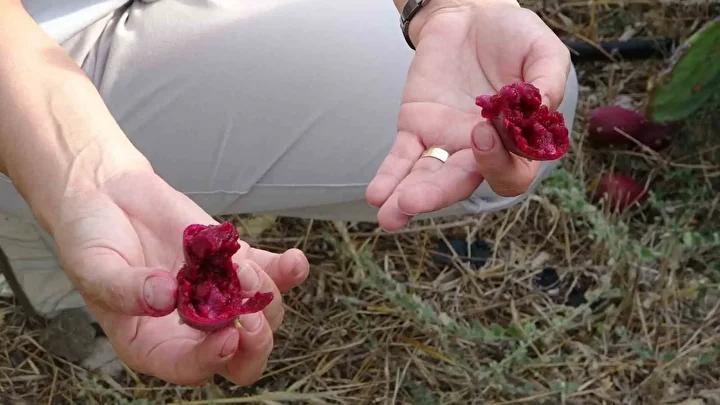 Dikenli İncir Tarımında Çığır Açan Esra Hurmeydan'ın Hikayesi