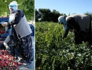 Erzincan’da Genç Ziraat Mühendisinin Tarım Projesiyle Kadın İstihdamı ve Bölge Ekonomisi Güçleniyor