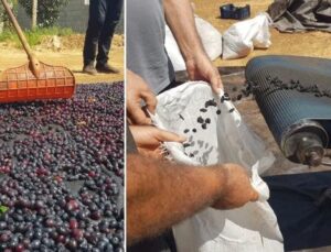 İslahiye’de Üzüm Hasadı ve Kurutma İşlemlerinde Son Durum