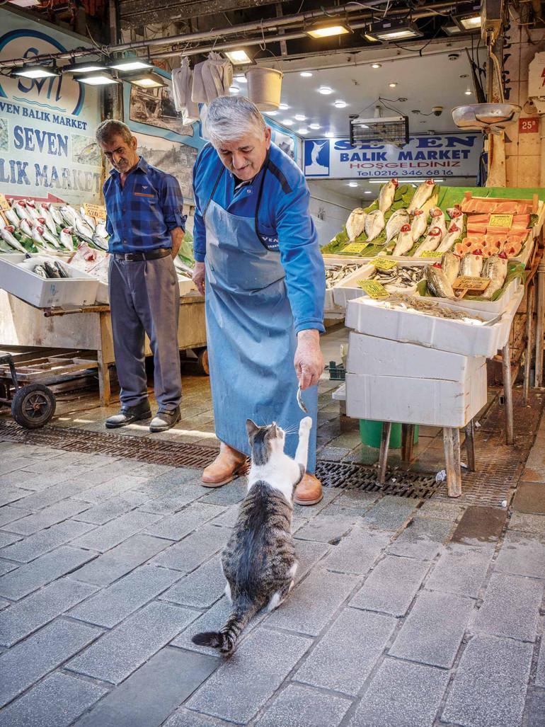 Sokak Kedileri ve Toplum Arasındaki Bağ