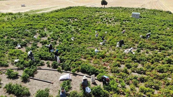 Kahramanmaraş Biberiyle Dolu Bir Sevdanın Öyküsü