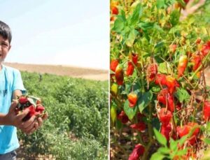 Kahramanmaraş Biberiyle Dolu Bir Sevdanın Öyküsü