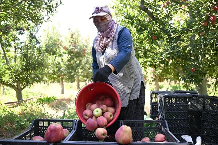 Sistemin İşleyişi ve Çiftçilerin Deneyimleri