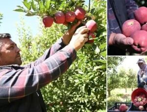 Kayseri’de Zirai Donla Mücadelede Yenilikçi Su Uygulaması Yöntemi