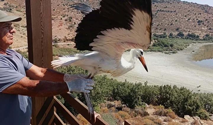 important haber: Kuşadası'nda yavru leylek ve flamingo doğaya salındı