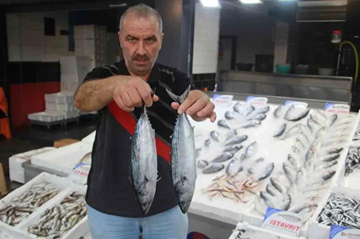 Orduda Bu Sezon Balık Fiyatları ve Av Durumu Dikkat Çekiyor
