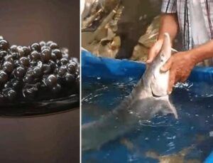 Palu’da Balıkçının Oltasına Takılan Dev Sibirya Mersin Balığı Şaşırttı