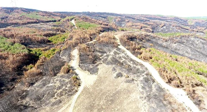 Şarköy’de Orman Yangını Sonrası Toplumsal Çalışmalar ve Yeniden Yapılanma Süreci