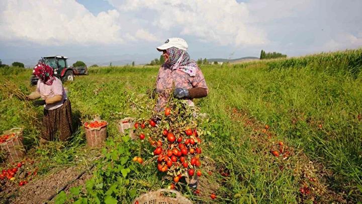 Depreme Rağmen Çiftçiler Üretimlerini Sürdürüyor