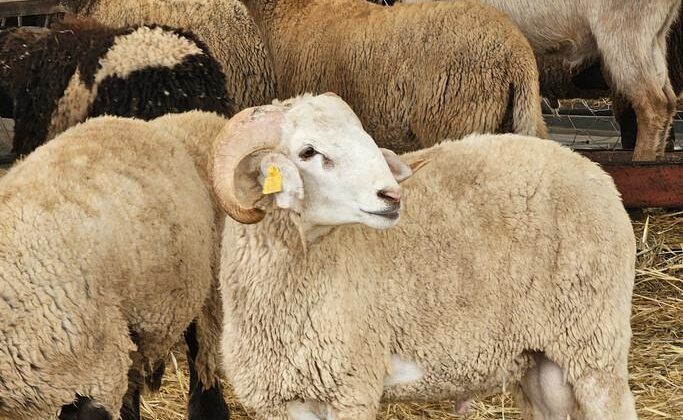 2026 Kurban Bayramı Tarihleri ve Uzun Tatil Planları