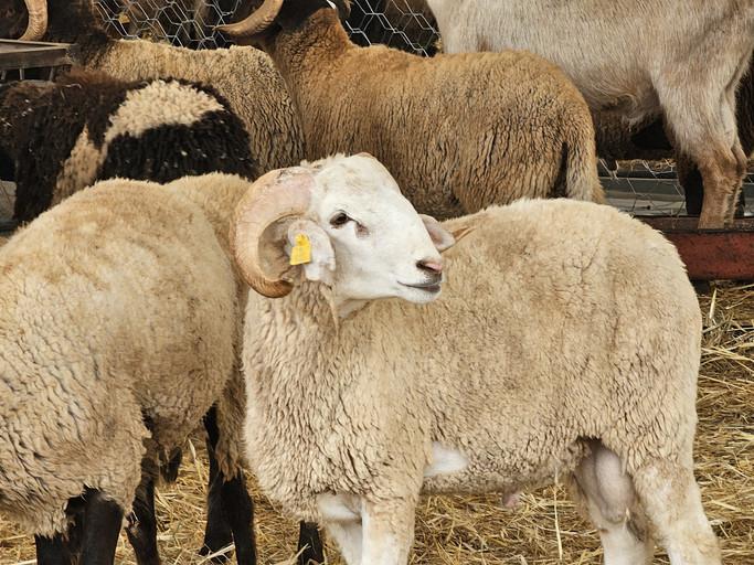 2026 Kurban Bayramı Tarihleri ve Uzun Tatil Planları