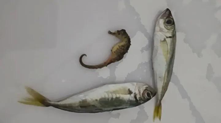 Balık Alırken Rastlanan Denizatı Şaşırttı