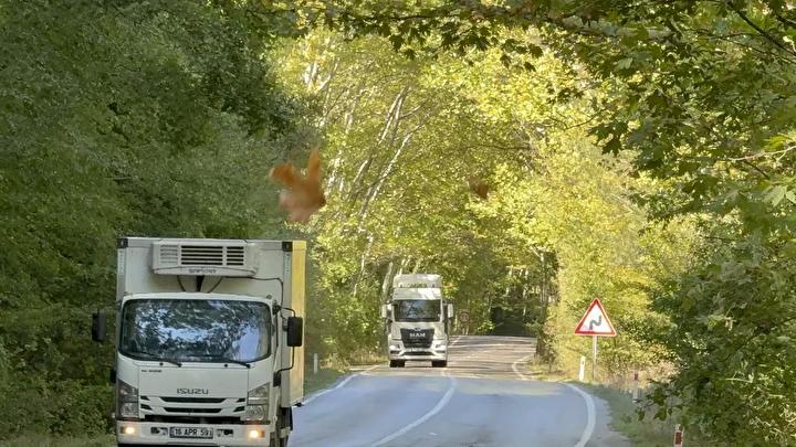 Bartın ve Karabük Yolu Üzerindeki Büyüleyici Ağaç Tünel Manzarası