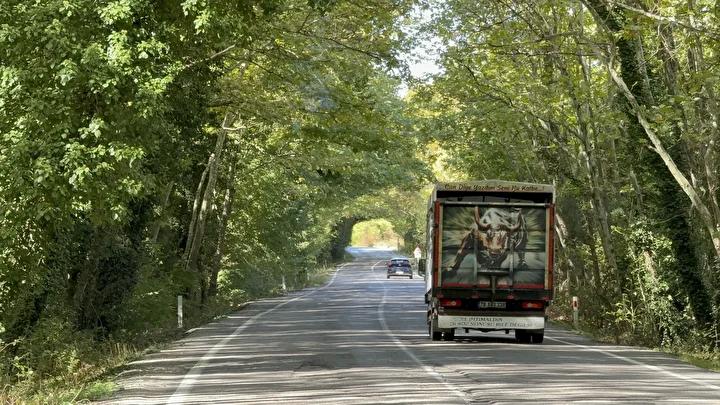 Bartın ve Karabük Yolu Üzerindeki Büyüleyici Ağaç Tünel Manzarası