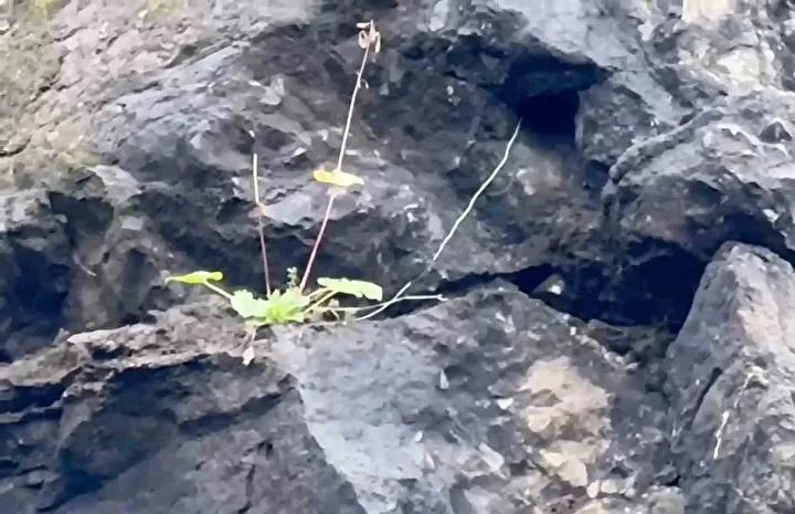 Bartın'da Kayalara Baktığı Tehlike Anında Güvenlik Önlemleri 2 Bartın'da Kayalara Baktığı Tehlike Anında Güvenlik Önlemleri