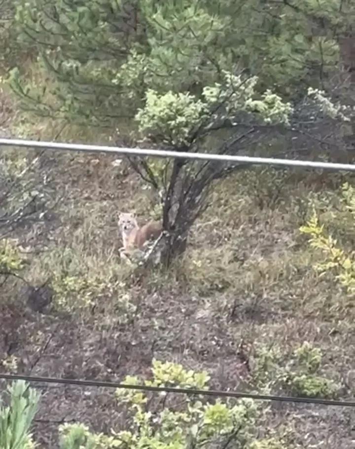 Yiyecek Arama ve Davranışlar