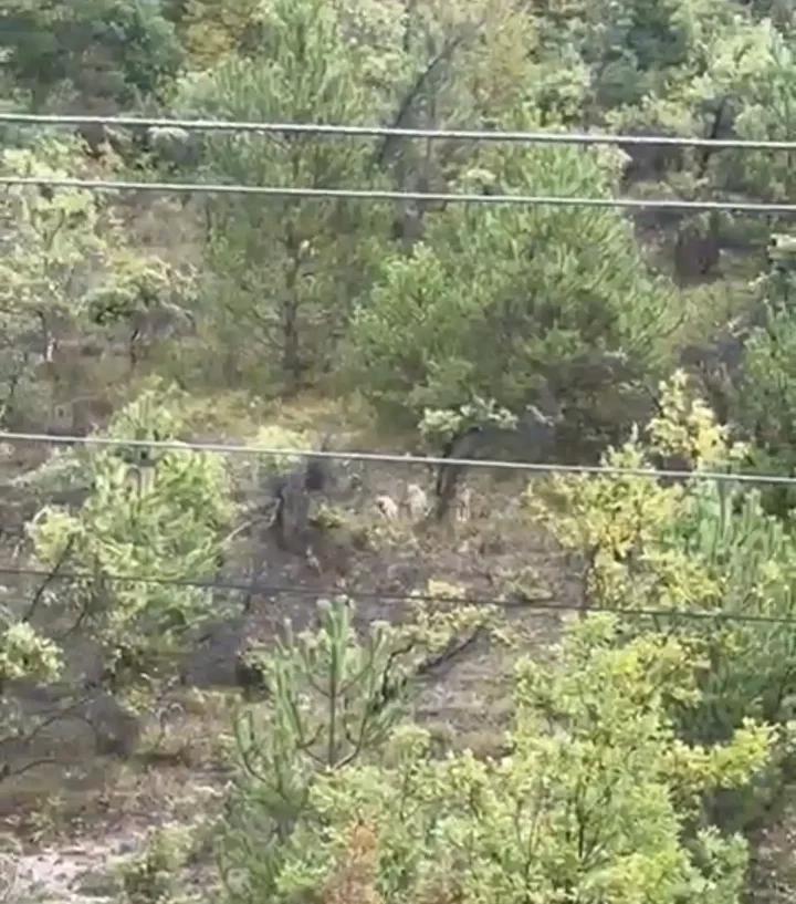 Bartın’da Kurtların Kente İnme Anları Cep Telefonuyla Kaydedildi