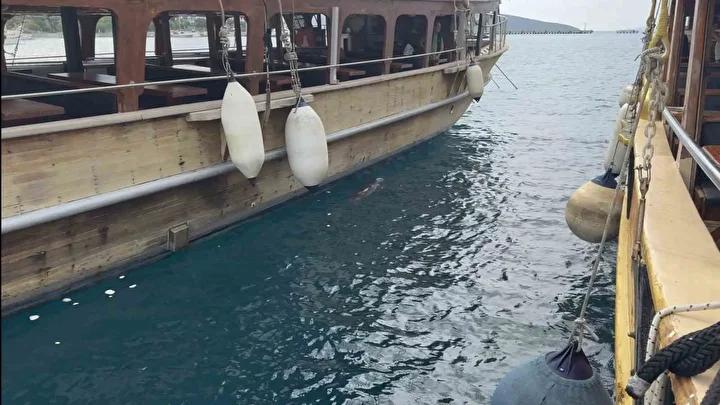 Bodrum’da Gün Orta Sularında Sevimli Akdeniz Foku Görüntülendi