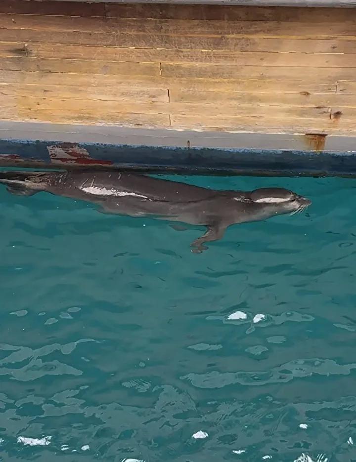 Bodrum’da Gün Orta Sularında Sevimli Akdeniz Foku Görüntülendi