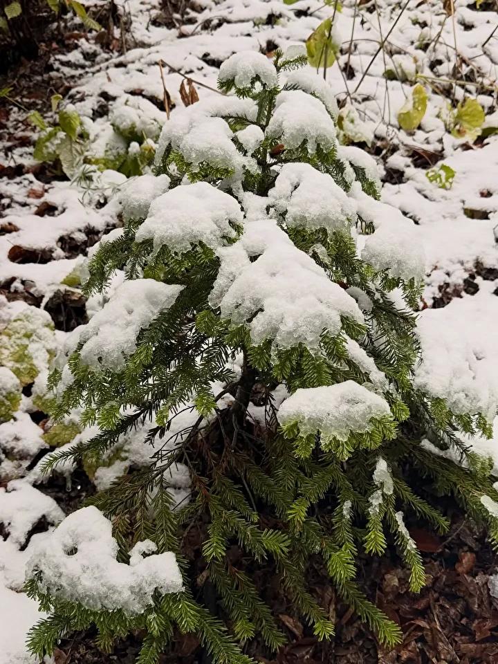 Bolu İlinde Yağışlar ve Kar Yağışıyla Gelen Manzara