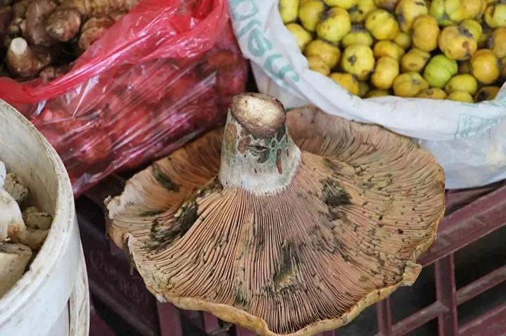 Bolu’da Yağış Sonrası Mantar Hasadı Coşkusu