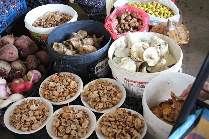 Bolu’da Yağış Sonrası Mantar Hasadı Coşkusu