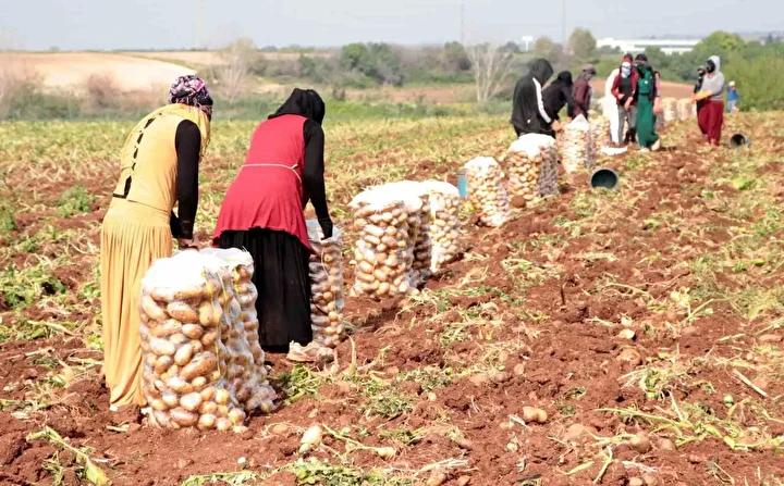 Çayırlı’da Patates Hasadı Başladı: Verimlerde Düşüş Yaşanıyor