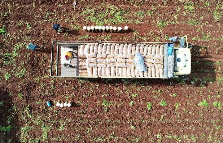 Çayırlı’da Patates Hasadı Başladı: Verimlerde Düşüş Yaşanıyor