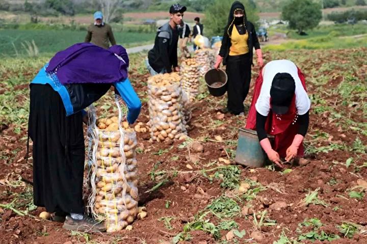 Çayırlı’da Patates Hasadı Başladı: Verimlerde Düşüş Yaşanıyor
