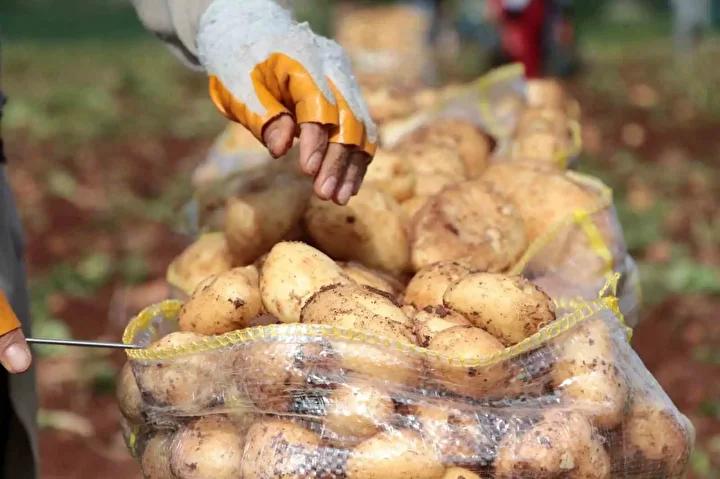 Çayırlı’da Patates Hasadı Başladı: Verimlerde Düşüş Yaşanıyor