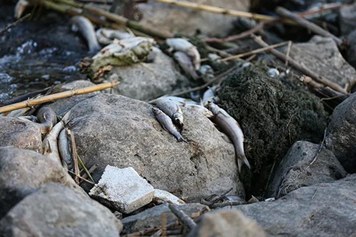 Ceyhan Nehri’nde Balık Ölümleri Şoku Devam Ediyor 11 Ceyhan Nehri’nde Balık Ölümleri Şoku Devam Ediyor