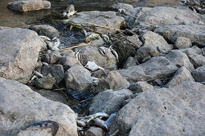 Ceyhan Nehri’nde Balık Ölümleri Şoku Devam Ediyor 10 Ceyhan Nehri’nde Balık Ölümleri Şoku Devam Ediyor