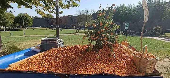 Dağlık Alanlarda Yetişen Alıç Meyvesi Pazarları Canlandırdı 2 Dağlık Alanlarda Yetişen Alıç Meyvesi Pazarları Canlandırdı