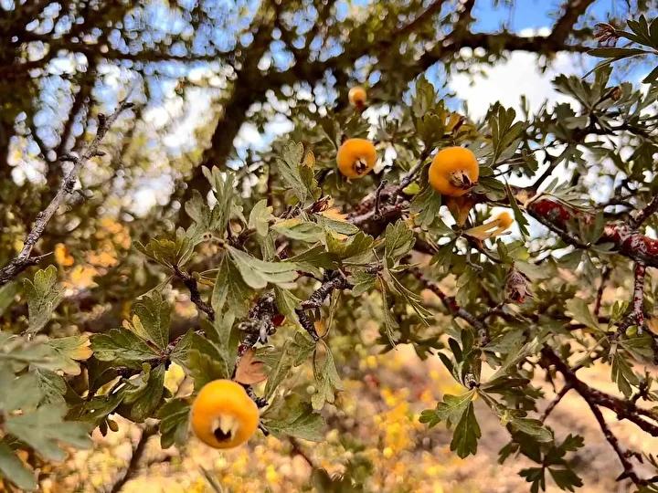 Dağlık Alanlarda Yetişen Alıç Meyvesi Pazarları Canlandırdı 4 Dağlık Alanlarda Yetişen Alıç Meyvesi Pazarları Canlandırdı