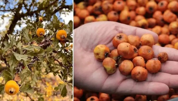 Dağlık Alanlarda Yetişen Alıç Meyvesi Pazarları Canlandırdı