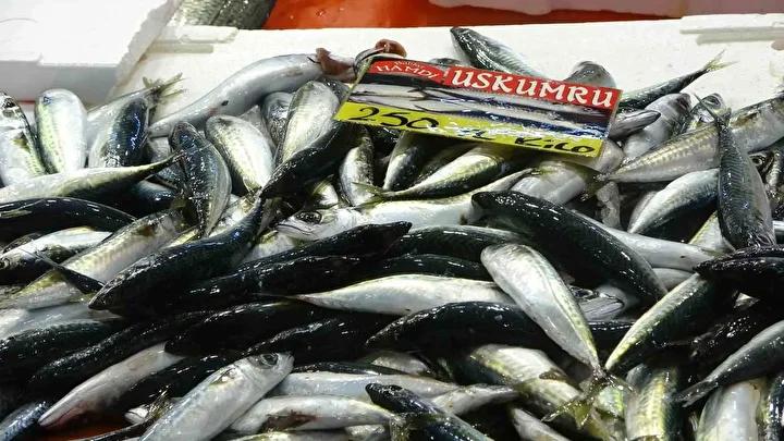 Denizlerin Durumu ve Balık Fiyatlarındaki Hızlı Değişim