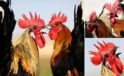 Denizli Horozu ve Tavuklarının Güncel Koruma ve ıslah Çalışmaları