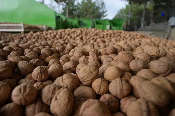 Denizli’de Ceviz Hasadı Başladı: Yemyeşil Bahçelerin Bereketi Toplanıyor 1 Denizli’de Ceviz Hasadı Başladı: Yemyeşil Bahçelerin Bereketi Toplanıyor
