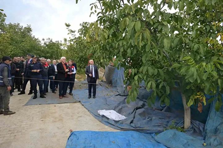 Denizli’de Ceviz Hasadı Başladı: Yemyeşil Bahçelerin Bereketi Toplanıyor 2 Denizli’de Ceviz Hasadı Başladı: Yemyeşil Bahçelerin Bereketi Toplanıyor