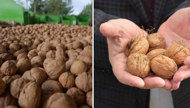 Denizli’de Ceviz Hasadı Başladı: Yemyeşil Bahçelerin Bereketi Toplanıyor