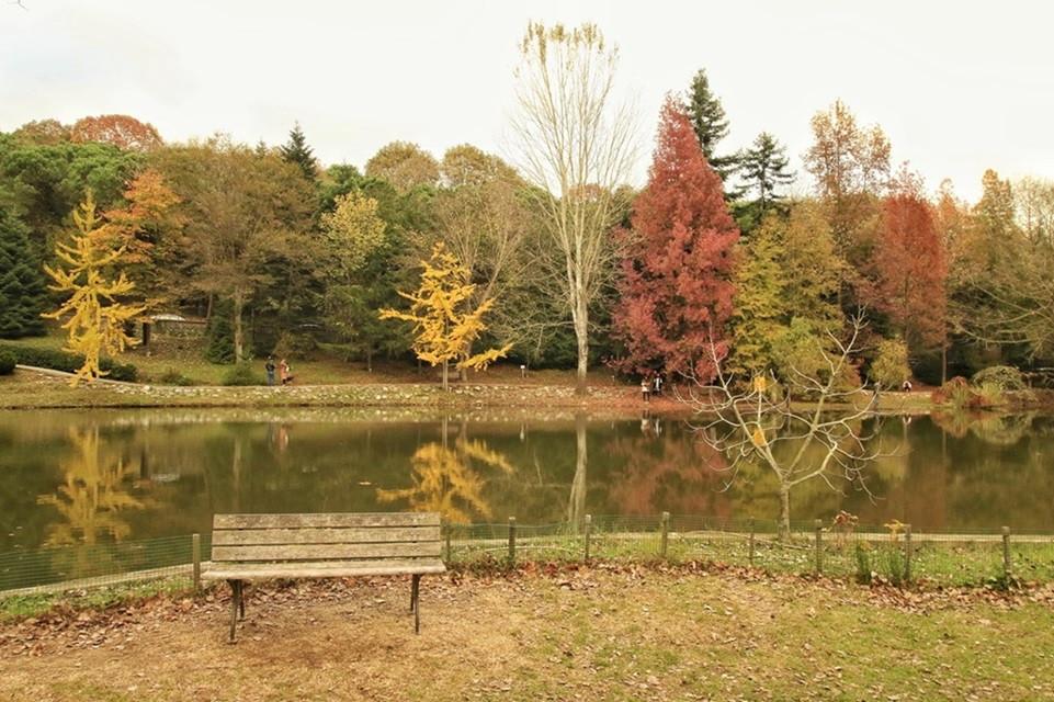 Doğanın Göz kamaştıran Bir Kıyısında: Atatürk Arboretumu Rehberi