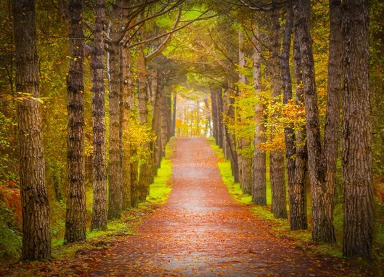Doğanın Göz kamaştıran Bir Kıyısında: Atatürk Arboretumu Rehberi